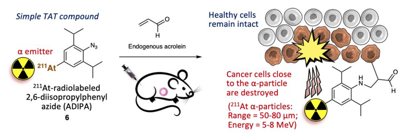 diagram of 211At-radiolabeled ADIPA for targeted alpha-particle therapy