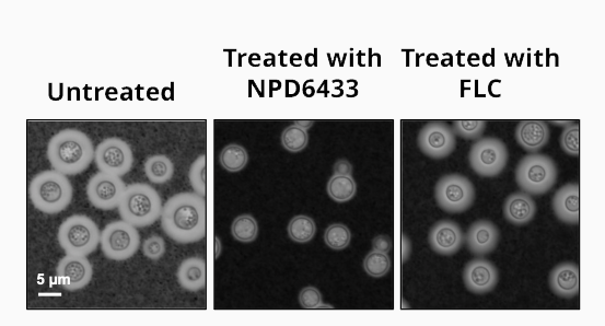 images of fungal growth in three conditions