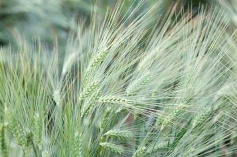 Image of grasses