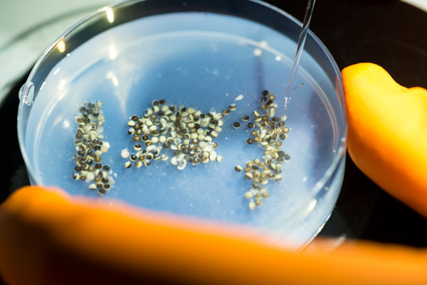 Image of eggs of an African clawed frog