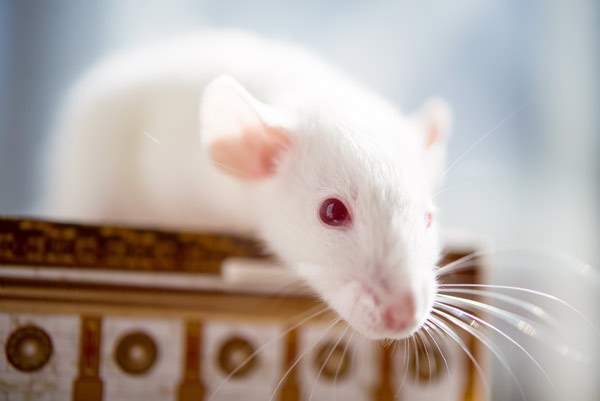 Image of a mouse