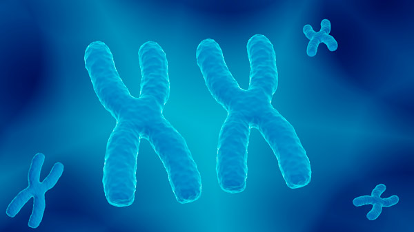 Image of of X chromosomes