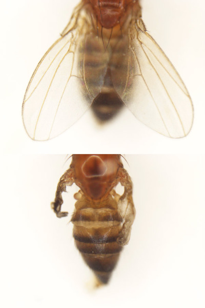Image of a fruit fly 