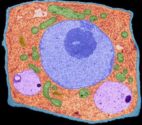 Image of a a thale cress cell