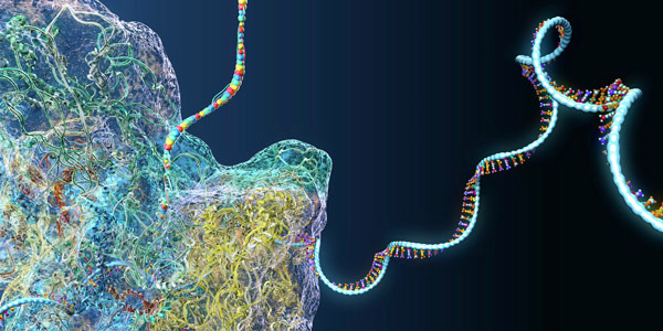 Image of a ribosome