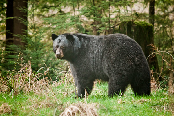 image of a bear