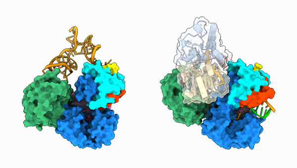 image of structures of dengue virus