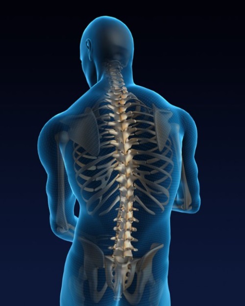 image of spine