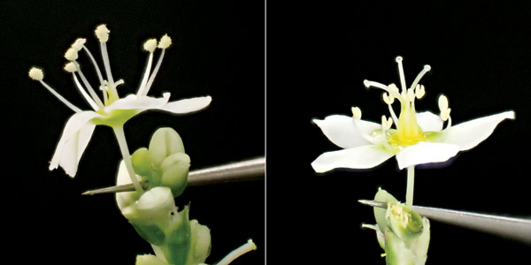 image of flower morphs of the buckwheat plant