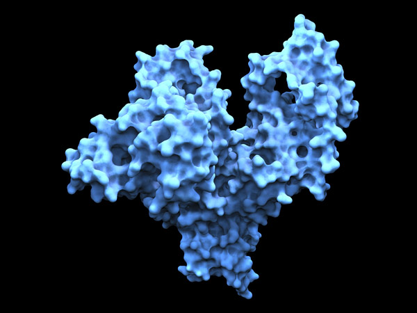 image of the human serum albumin protein