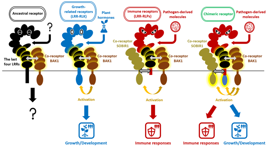 diagram of immunity-related LRR-RLPs and growth-related LRR-RLKs