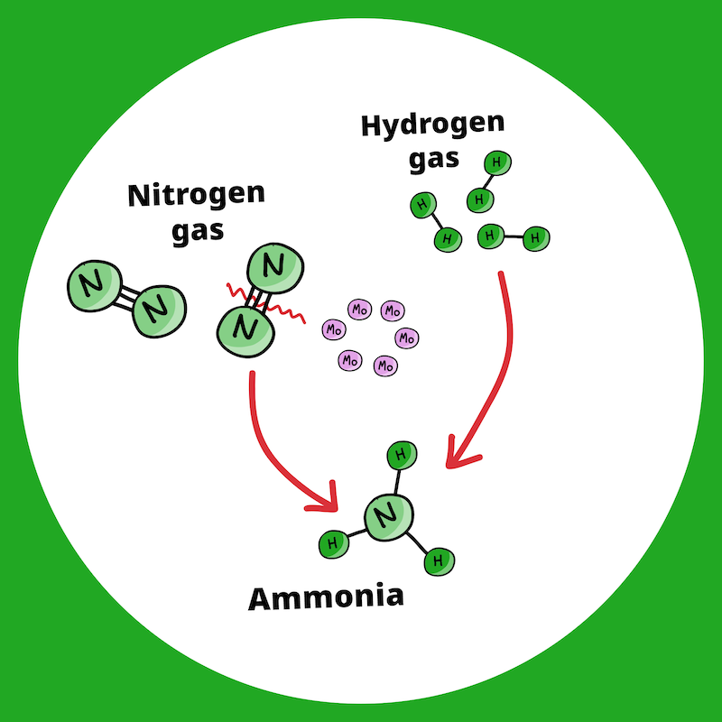 schematic of the process to produce ammonia