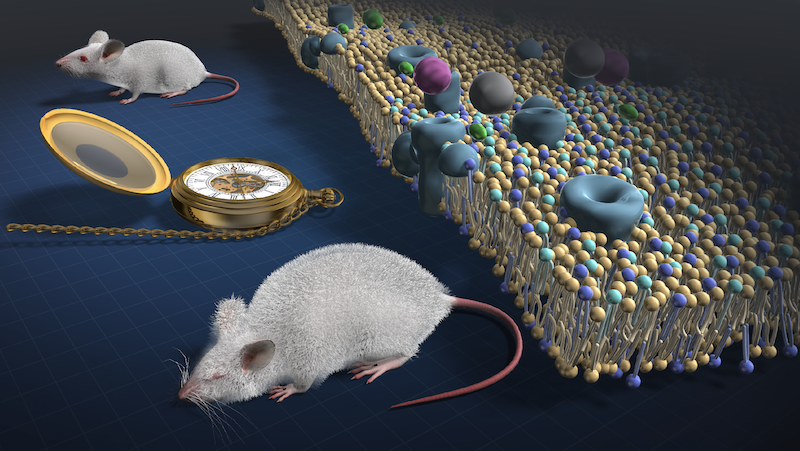 illustration of a mouse aging and lipid layers