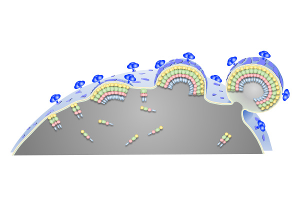 image of HIV-1 particles budding from the membrane of an infected host T-cell