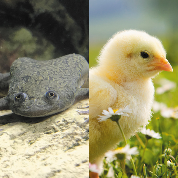 image of a frog and a chick