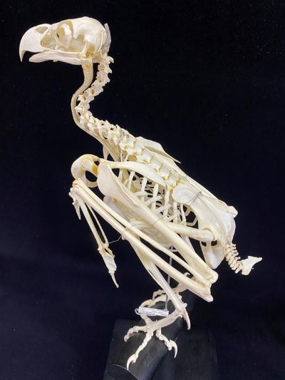 image of a skeleton of a Steller's sea eagle
