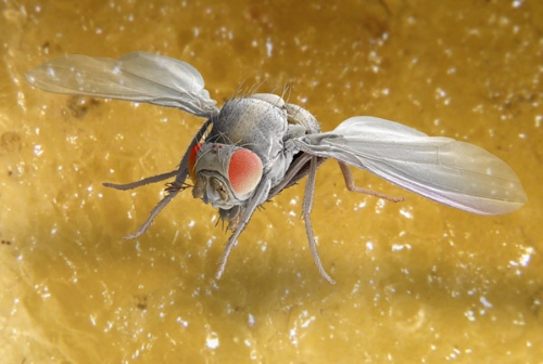 Picture of a fruit fly on a banana