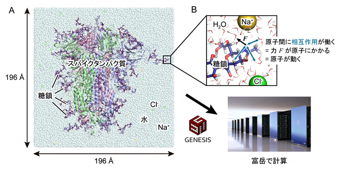 GENESISと「富岳」を用いたSARS-CoV-2スパイクタンパク質のシミュレーションの図