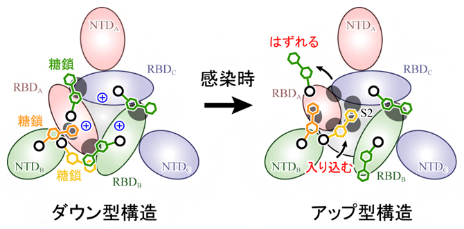 スパイクタンパク質の構造変化のメカニズムの図